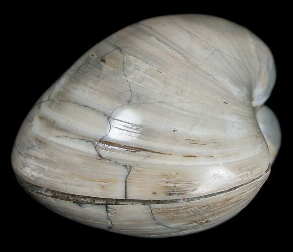 Polished Fossil Clam - Large Size #5260